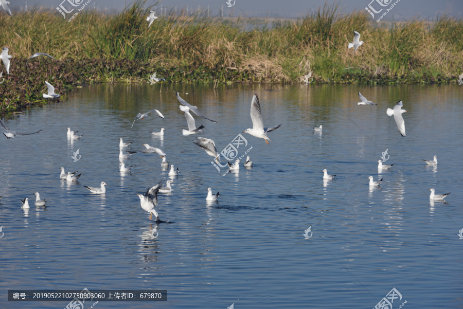 湿地海鸥