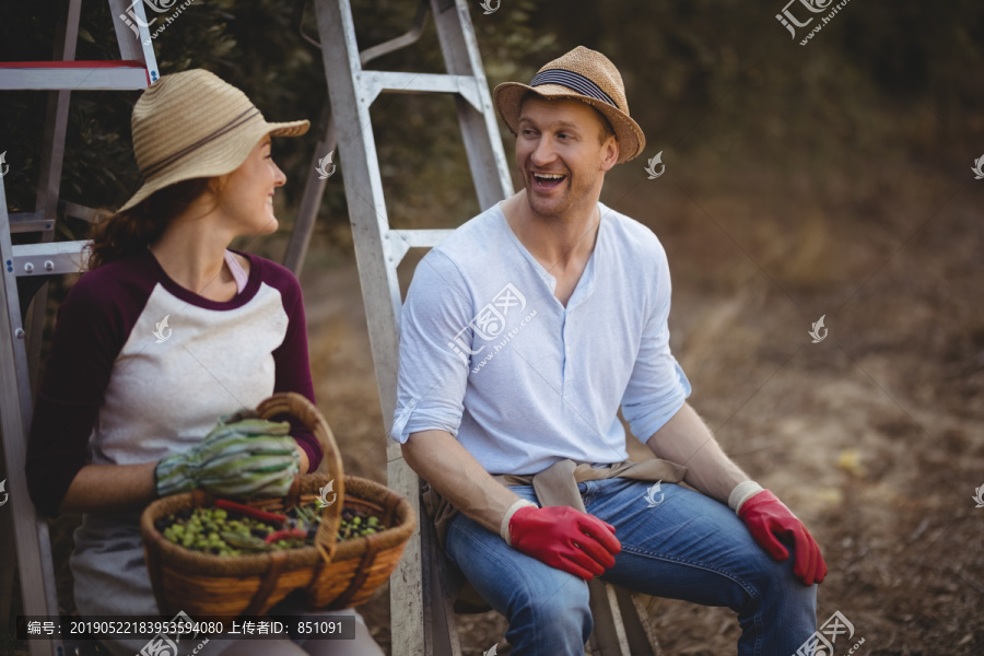 在农场摘橄榄的年轻夫妇