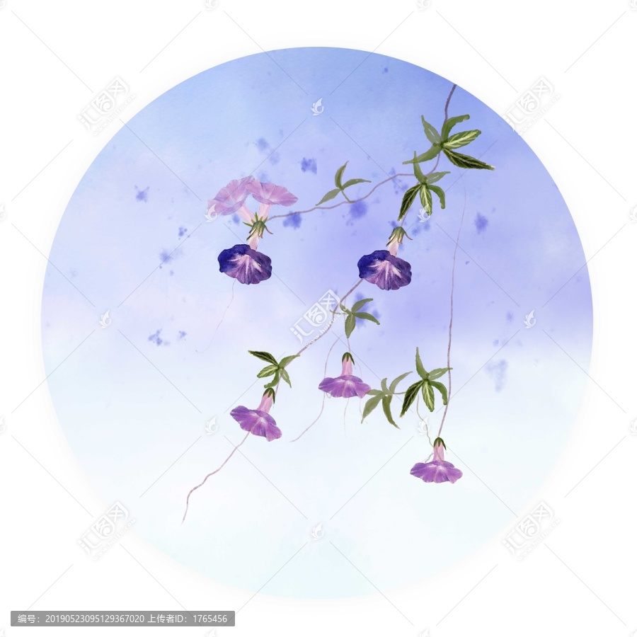 紫色牽牛花小品