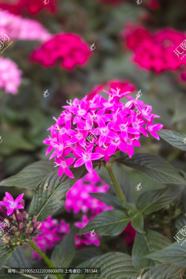 繁星花