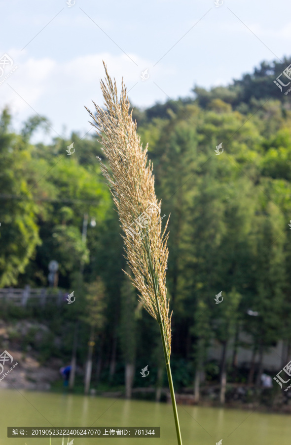 芦苇