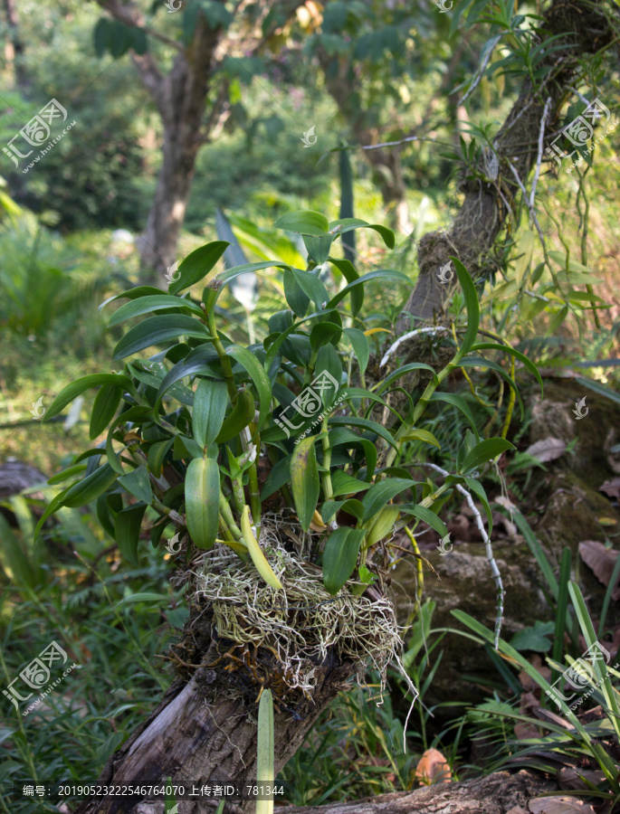 硬叶兰根须