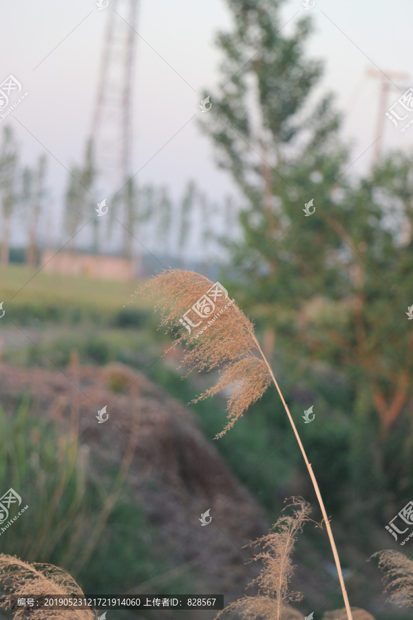 一枝干枯的芦苇