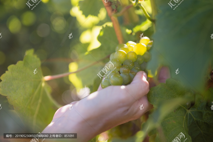 女性酿酒商收获葡萄的特写镜头