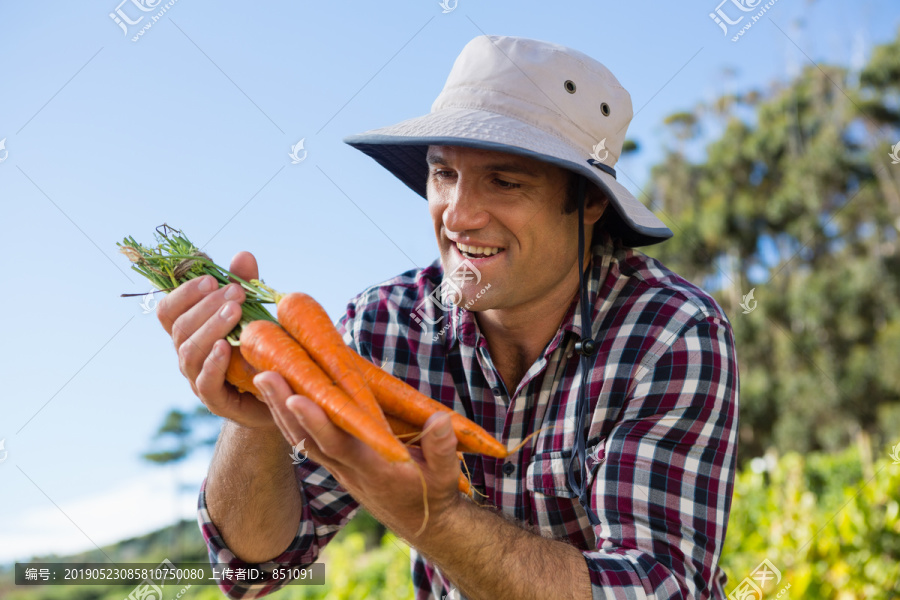 农夫在田里拿着收获的胡萝卜