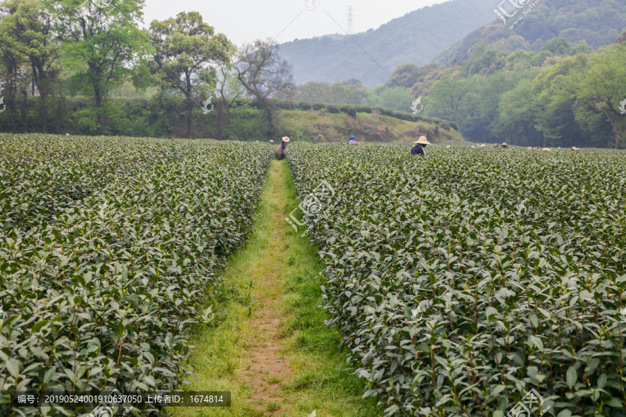 茶树