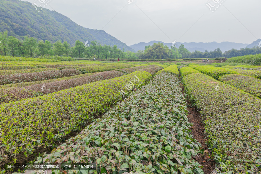 茶树