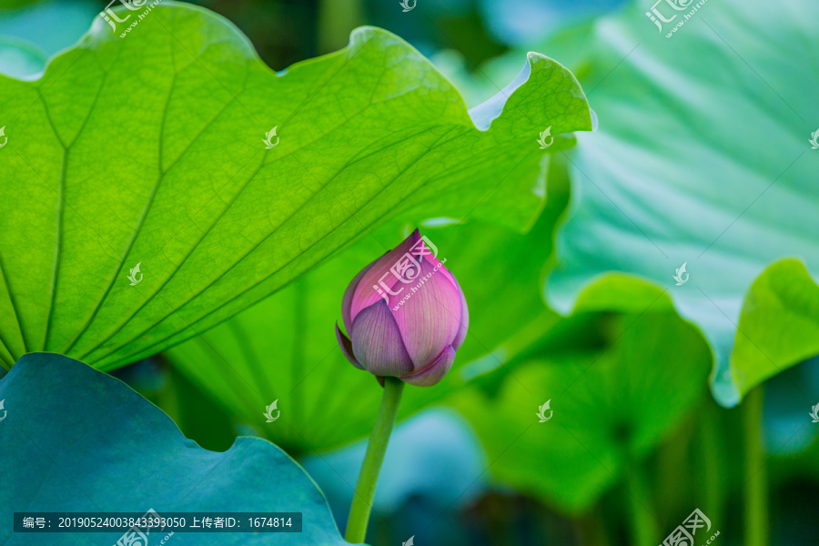 荷花池