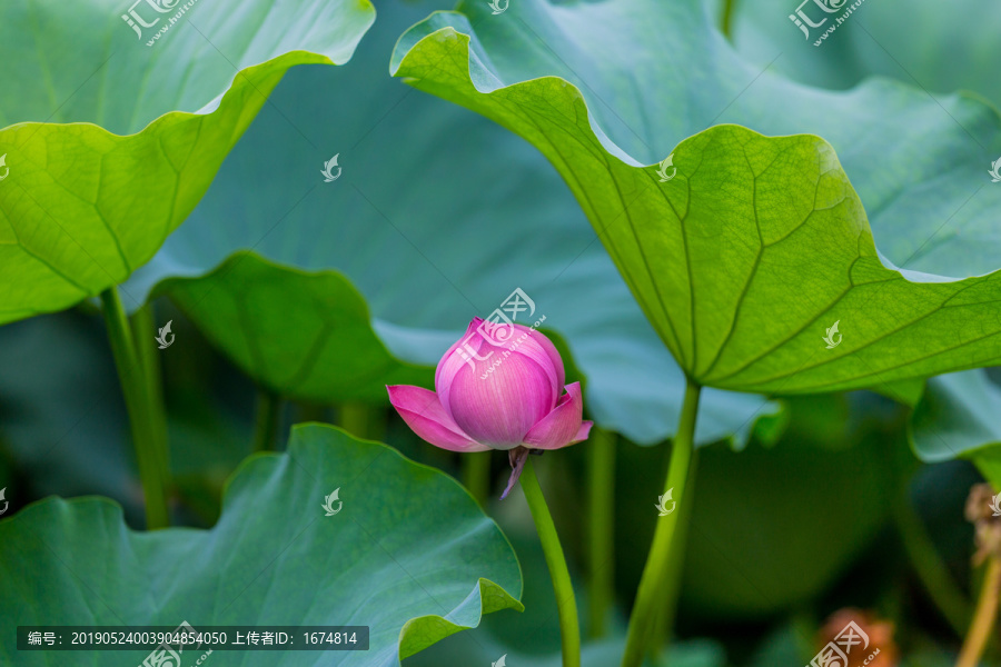 荷花池