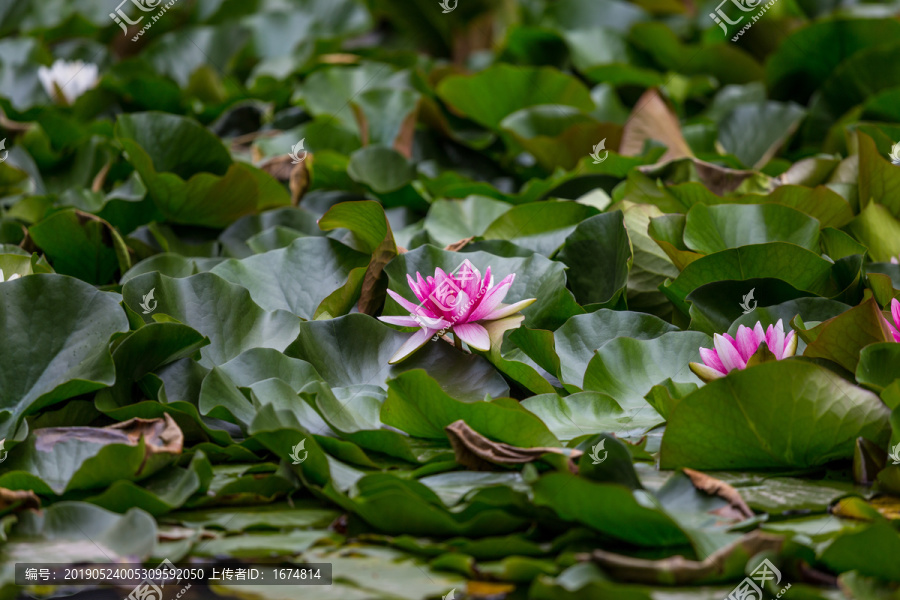 荷花池