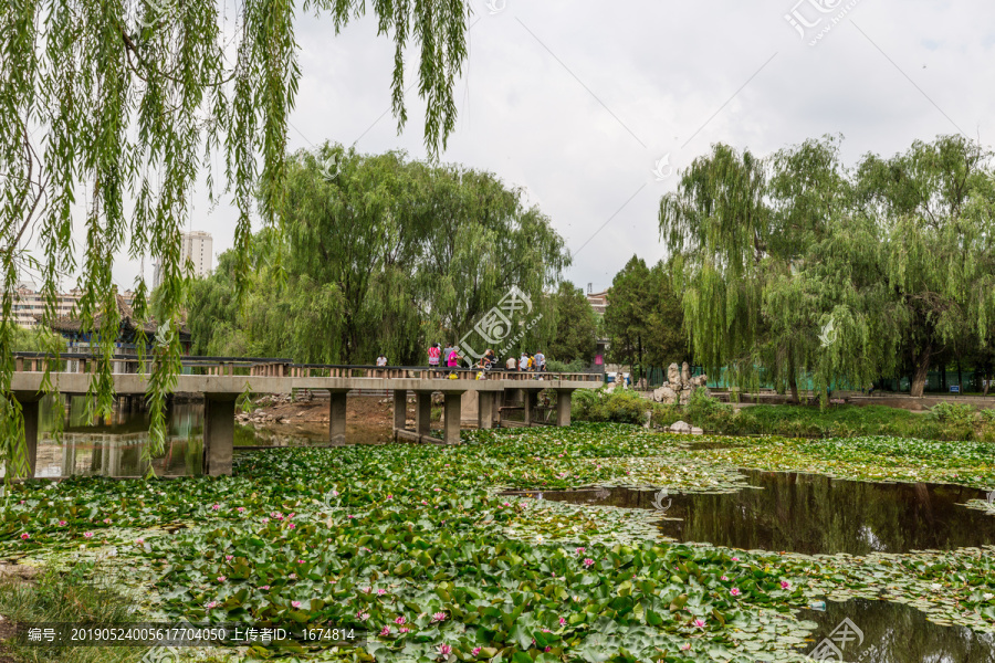 荷花池