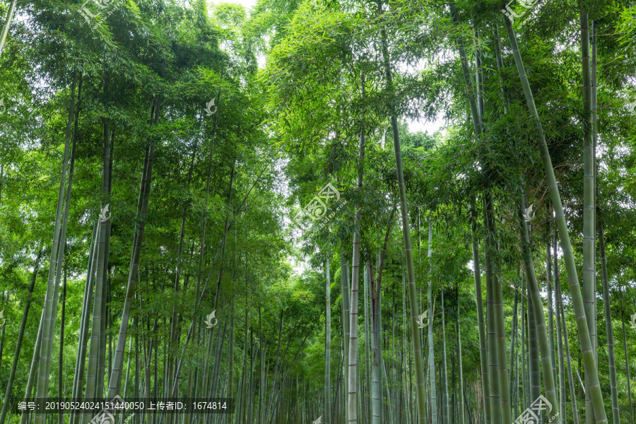 竹林背景