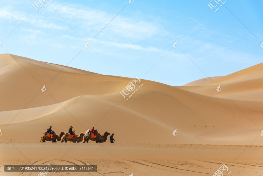 敦煌鸣山沙骆驼