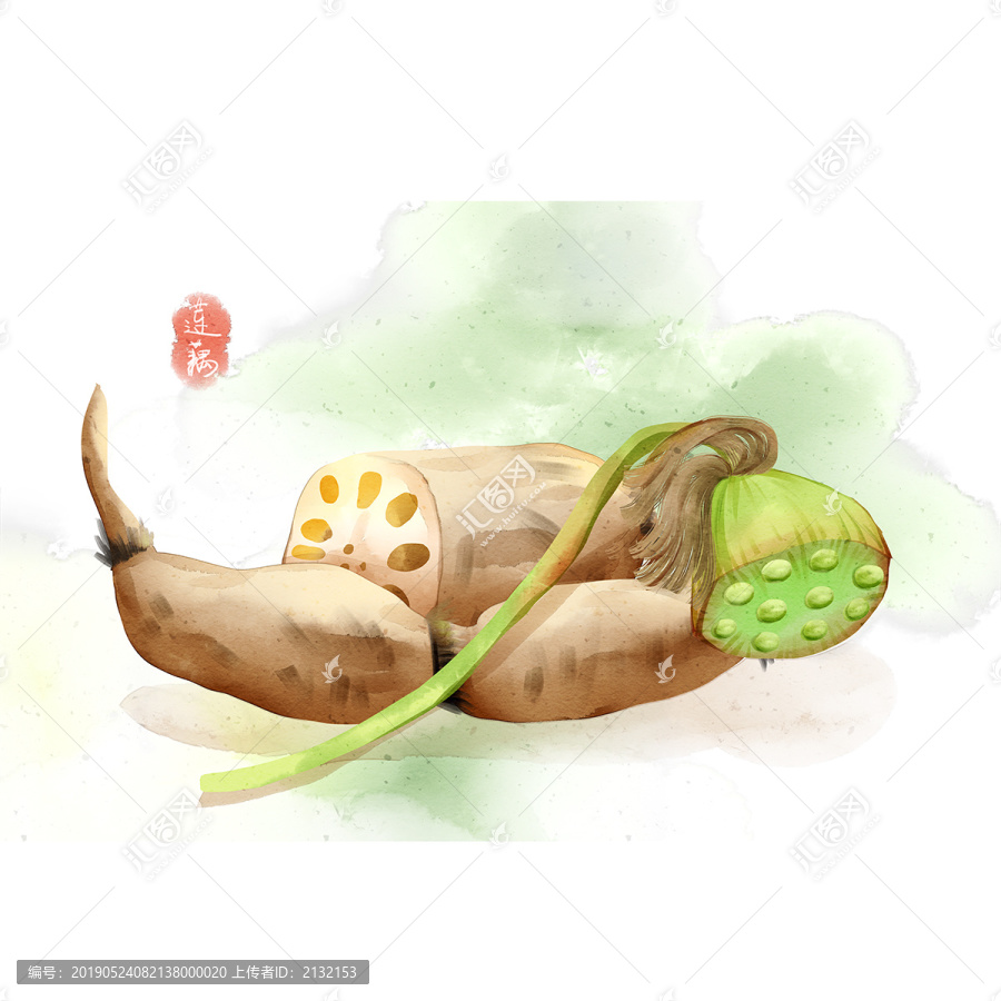 水彩風(fēng)格中草藥植物蓮藕插畫