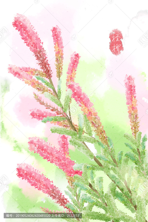 水彩風(fēng)格中草藥植物檉柳插畫