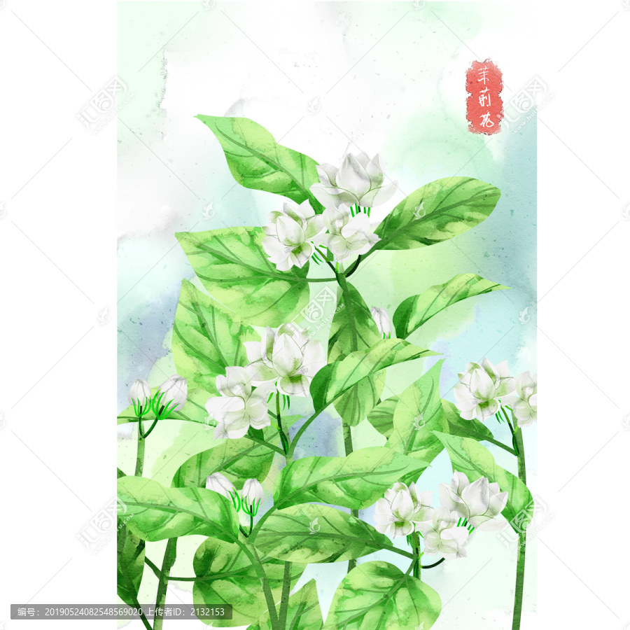 水彩风格中草药植物茉莉花插画