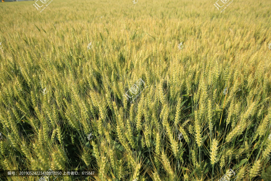 阳光下小麦地