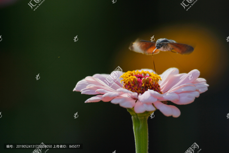 百日菊