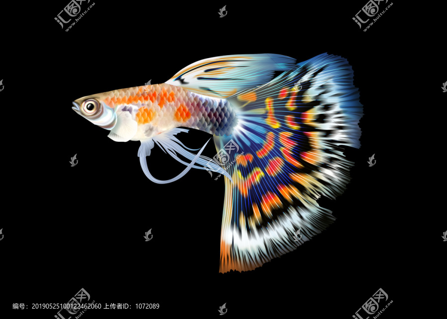 孔雀魚