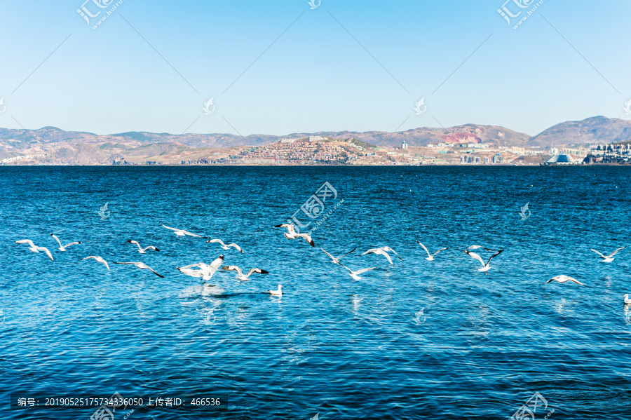 海鸥大理洱海红嘴鸥