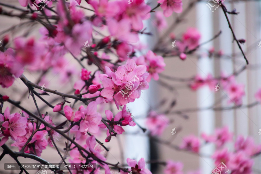 公园唯美粉红桃花素材