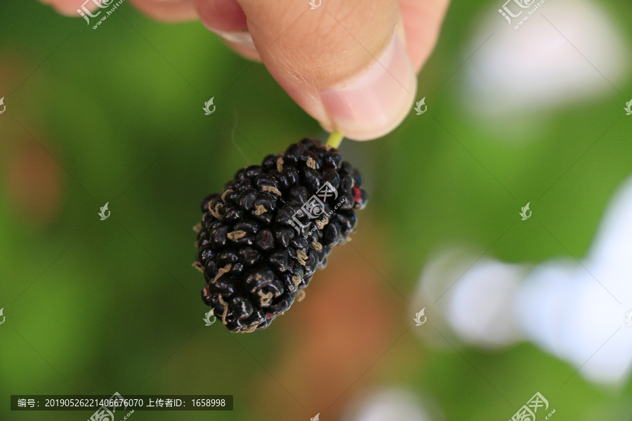 桑葚童年美食