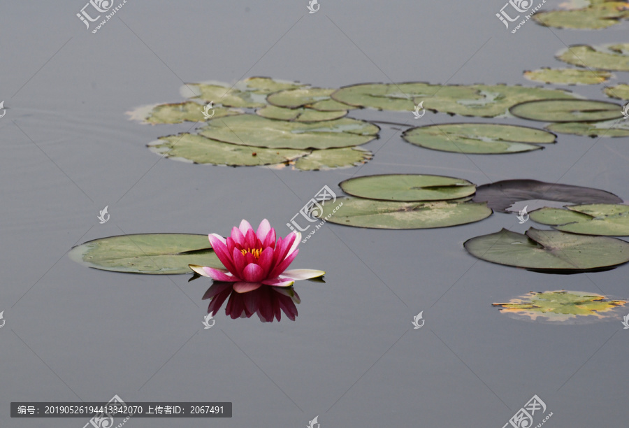 微山湖湿地睡莲花开