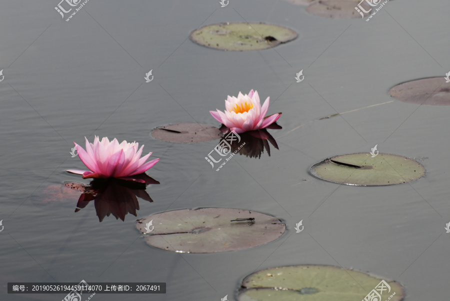 微山湖湿地睡莲花开