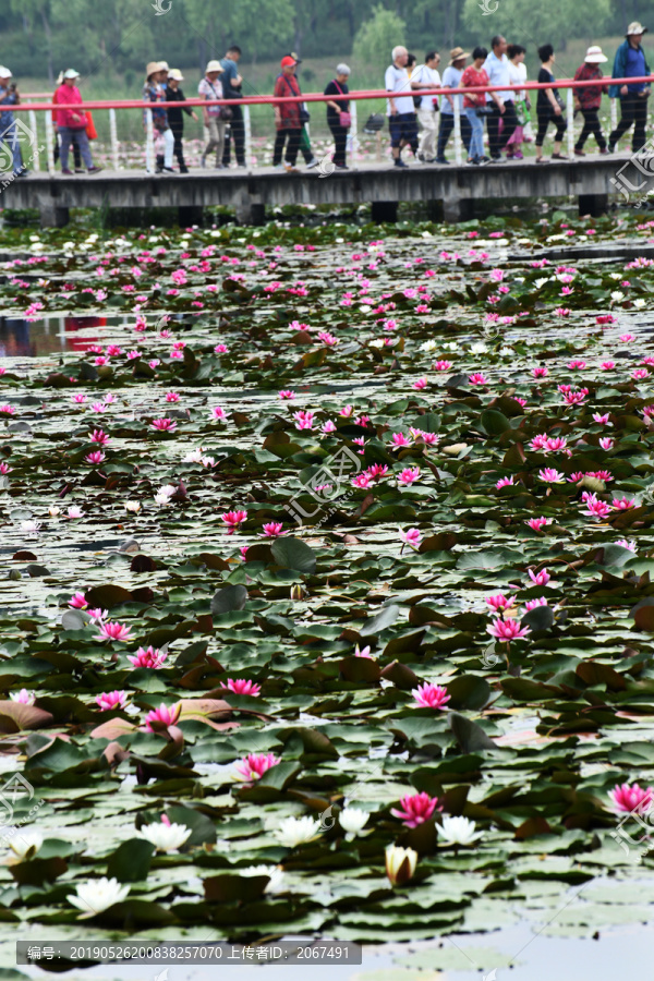 微山湖睡莲花开醉游人