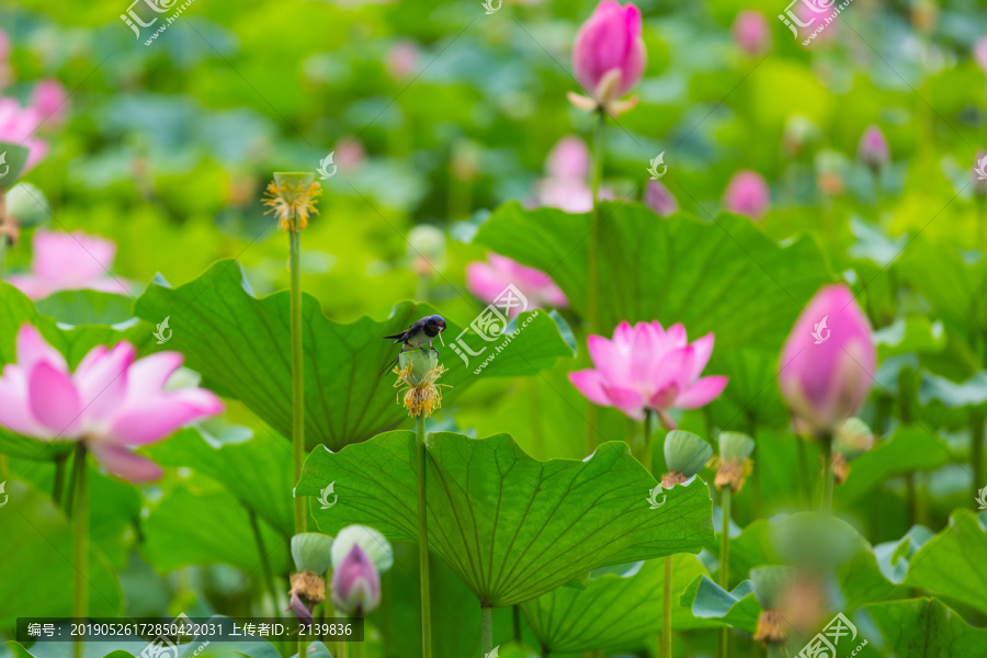 荷花