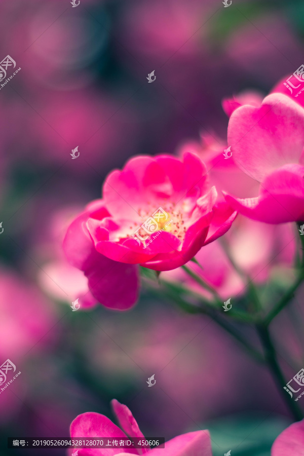 美丽的蔷薇花玫瑰花
