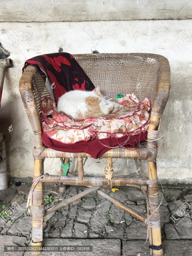 竹椅上睡觉的猫