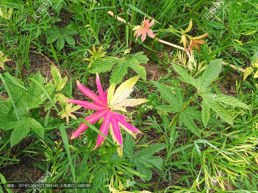 花草