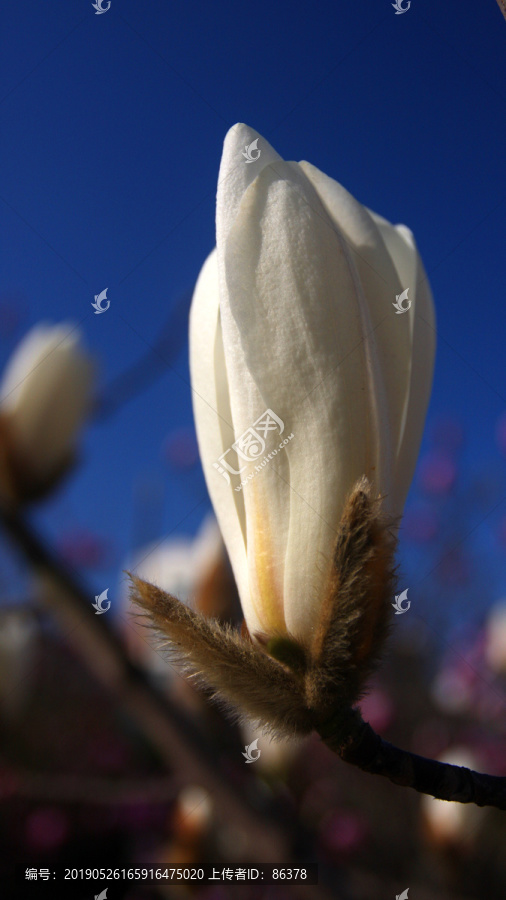 玉兰花特写