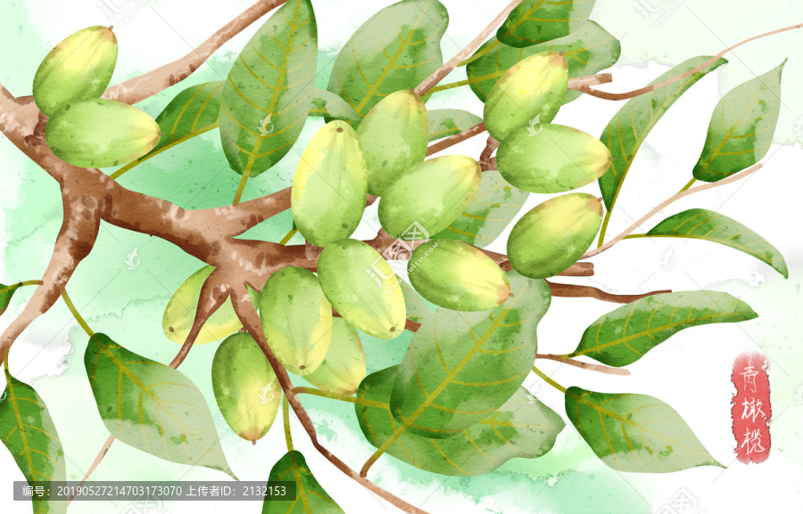 水彩風(fēng)格水果中藥植物青橄欖插畫
