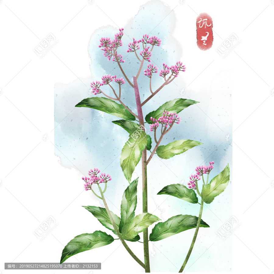 水彩風(fēng)格中草藥植物佩蘭插畫