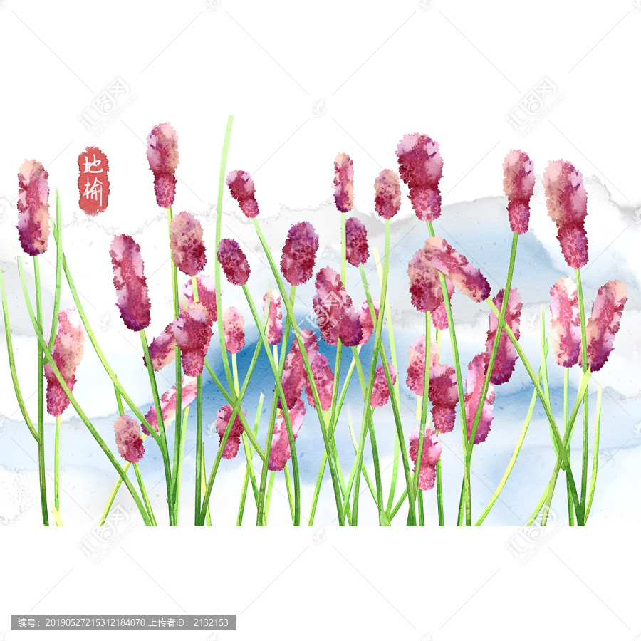 水彩風(fēng)格中草藥植物地榆插畫
