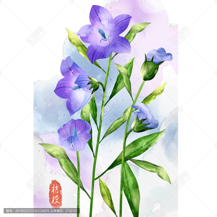 水彩风格植物花卉桔梗插画