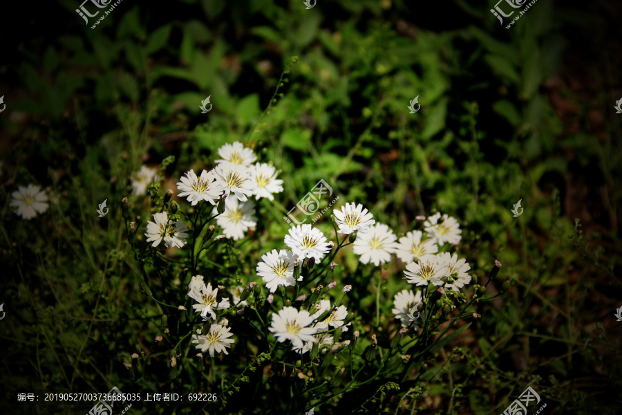 鲜花