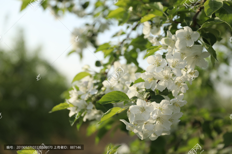 锦绣海棠花