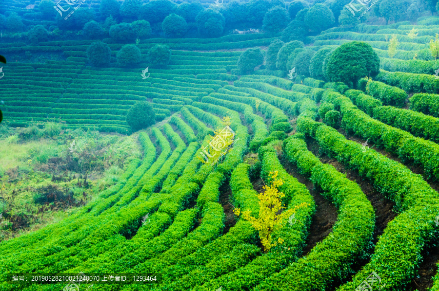 茶园风光