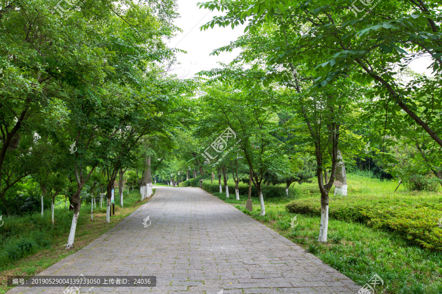 常州春秋淹城遗址公园樱花大道