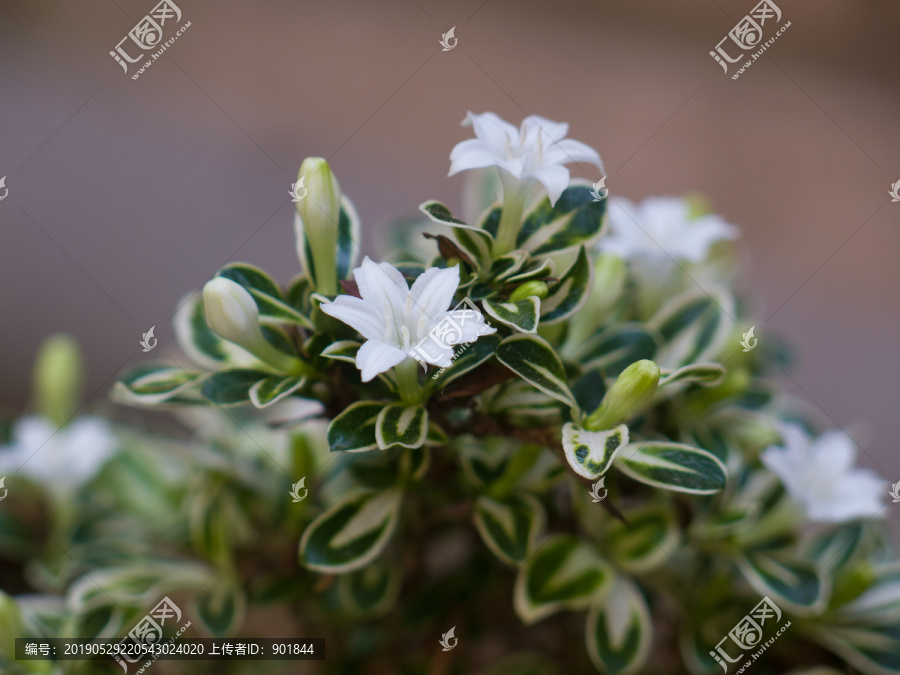 茜草科植物白马骨枝叶和白色花朵