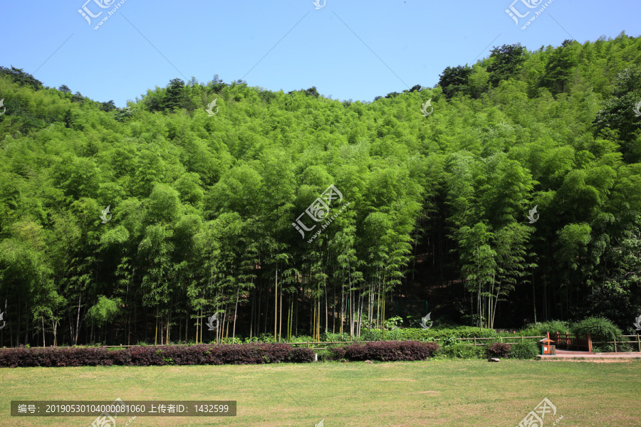 高清竹林