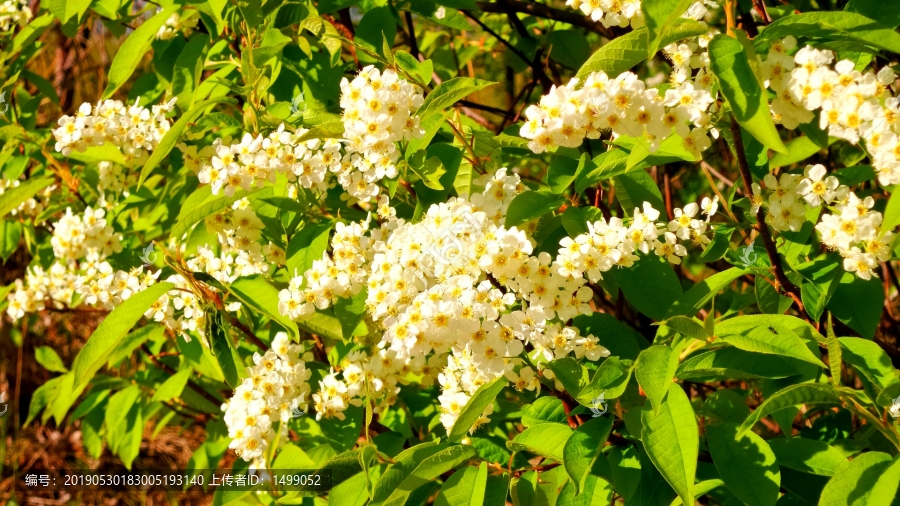 野生稠李子花