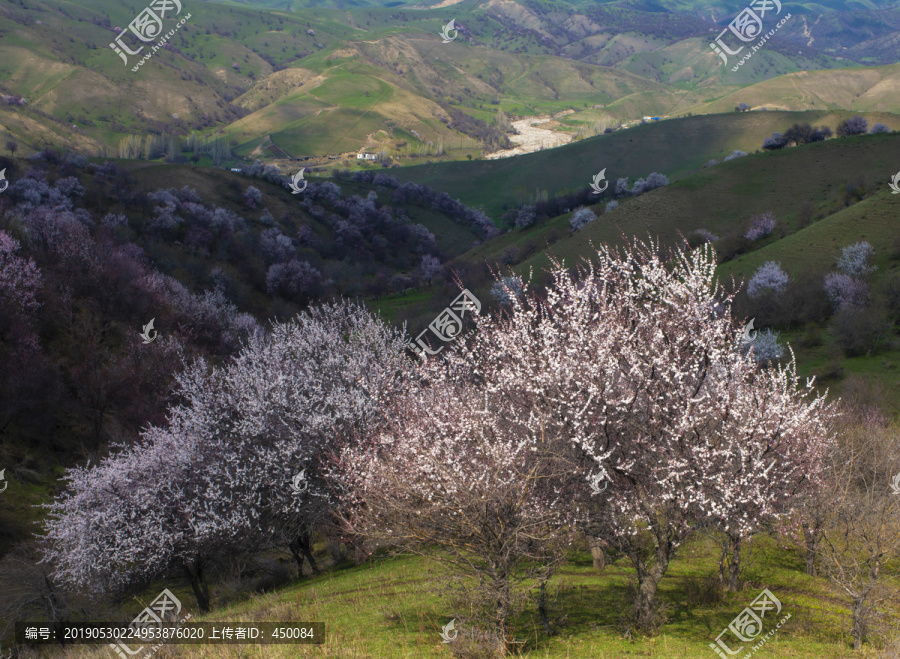 山花