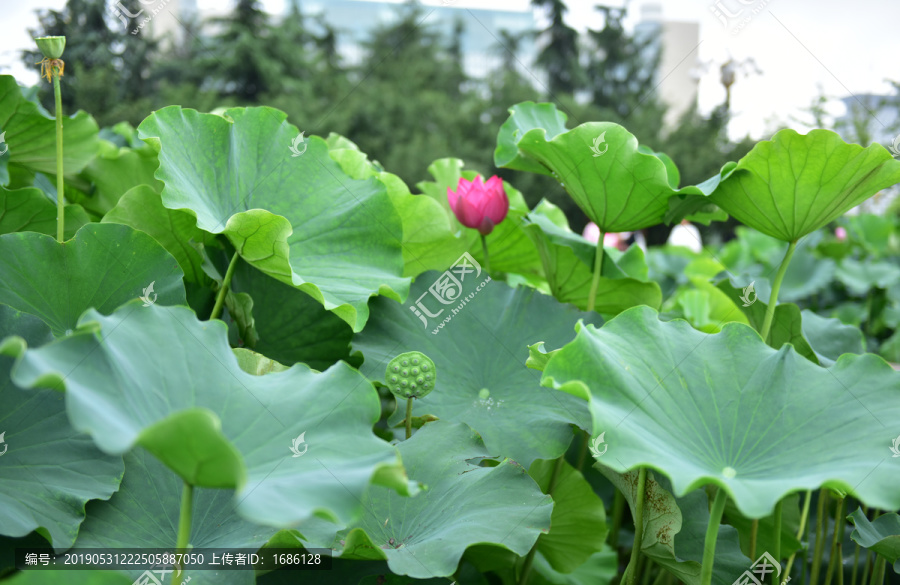 荷花荷叶莲蓬