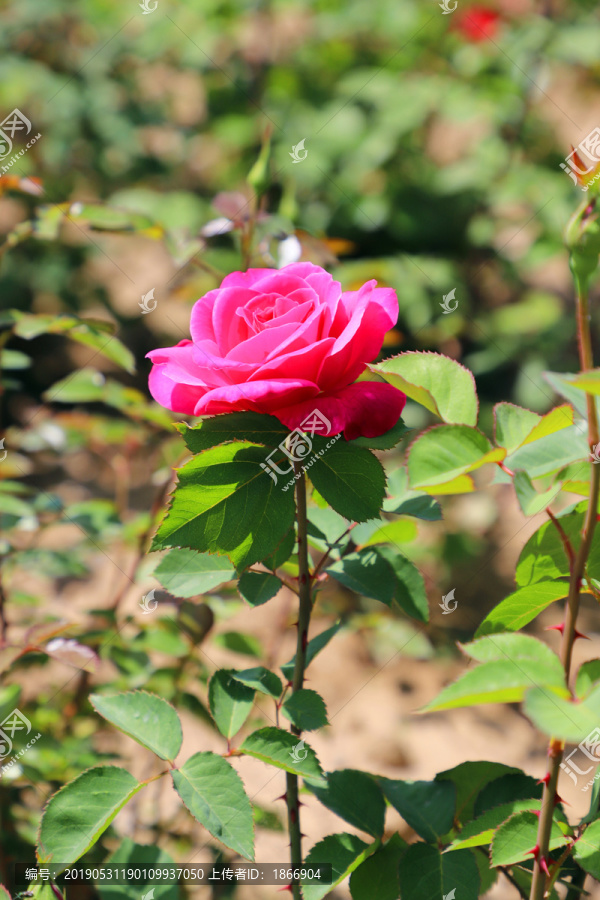 玫瑰花开夏芳华