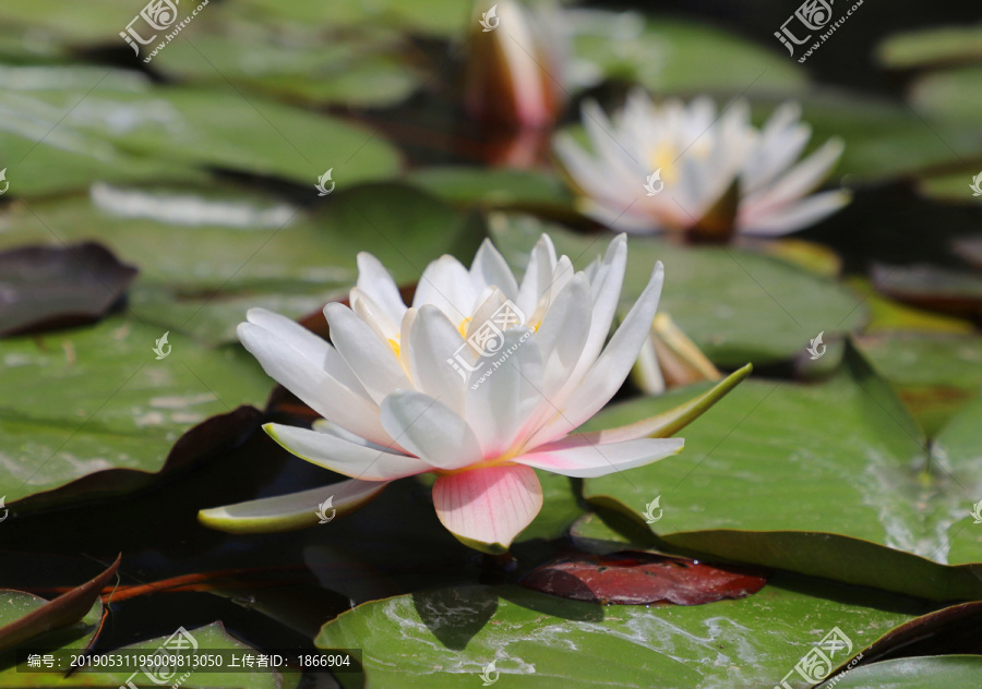 莲花高清