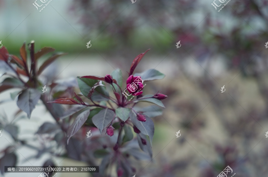 花草